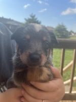 Blue Healer Puppies for sale in Clarksville, TN, USA. price: NA