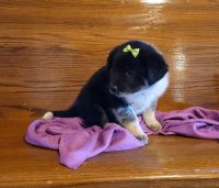 Blue Healer Puppies for sale in Rock Valley, IA 51247, USA. price: NA