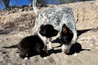 Blue Healer Puppies for sale in Tucson, AZ, USA. price: NA