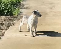 Blue Healer Puppies for sale in Tulare, CA 93274, USA. price: NA