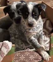 Blue Healer Puppies for sale in Fredonia, KS 66736, USA. price: NA