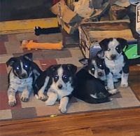 Blue Healer Puppies for sale in Atlanta, KS 67008, USA. price: NA