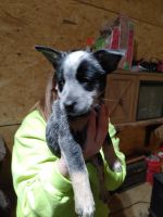 Blue Healer Puppies for sale in Bolivia, NC 28422, USA. price: NA