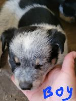 Blue Healer Puppies for sale in 48354 180th St, Easton, MN 56025, USA. price: $500
