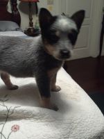 Blue Healer Puppies for sale in Easley, South Carolina. price: $450