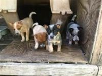 Blue Healer Puppies for sale in Los Angeles, CA, USA. price: NA