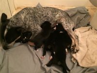 Blue Healer Puppies for sale in Citra, FL 32113, USA. price: NA