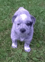 Blue Healer Puppies for sale in Los Angeles, CA 90012, USA. price: NA