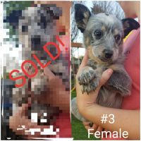 Blue Healer Puppies for sale in Pauls Valley, OK, USA. price: NA