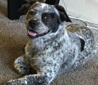 Blue Healer Puppies for sale in Phoenix, AZ 85029, USA. price: NA