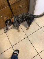 Blue Healer Puppies for sale in Clarksville, IN, USA. price: NA