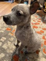 Blue Healer Puppies for sale in Springfield, OH 45503, USA. price: NA