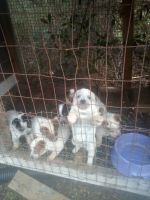 Blue Healer Puppies for sale in Coward, SC, USA. price: NA
