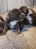 Blue Healer Puppies for sale in Bakersfield, CA, USA. price: NA
