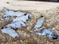 Blue Healer Puppies for sale in Tye, TX, USA. price: NA
