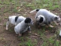 Blue Healer Puppies for sale in Jacksonville, AR, USA. price: NA