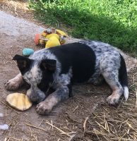 Blue Healer Puppies for sale in Colville, WA 99114, USA. price: NA