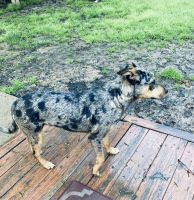 Blue Healer Puppies for sale in Hickory Creek, TX 75065, USA. price: NA