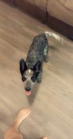 Blue Healer Puppies for sale in Ennis, TX 75119, USA. price: NA