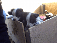 Blue Healer Puppies for sale in Tucumcari, NM 88401, USA. price: NA