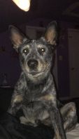 Blue Healer Puppies for sale in Baltimore, MD, USA. price: NA