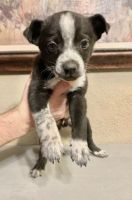 Blue Healer Puppies for sale in Houston, TX, USA. price: NA