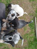 Blue Healer Puppies for sale in SW 15th St, Oklahoma, USA. price: NA