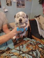 Blue Healer Puppies for sale in Duffield, VA 24244, USA. price: NA