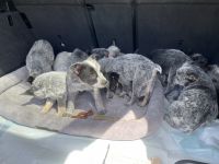 Blue Healer Puppies for sale in Moosup, CT 06354, USA. price: NA