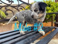 Blue Healer Puppies for sale in El Paso, TX, USA. price: NA