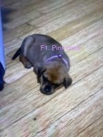 Blue Healer Puppies for sale in Dallas, TX, USA. price: NA