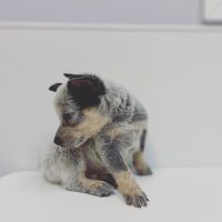 Blue Healer Puppies for sale in Plano, TX, USA. price: NA