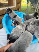 Blue Healer Puppies for sale in Blacksburg, VA, USA. price: NA
