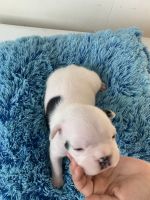 Blue Lacy Puppies for sale in Englewood, NJ 07631, USA. price: NA