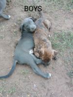 Blue Lacy Puppies Photos