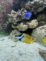 Blue or rippled triggerfish Fishes Photos