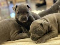 Blue Paul Terrier Puppies for sale in Virginia Beach, VA, USA. price: NA