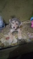 Blue Paul Terrier Puppies for sale in Houston, TX, USA. price: $500