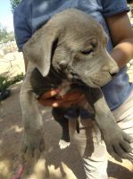 Blue Paul Terrier Puppies for sale in Los Lunas, NM 87031, USA. price: NA