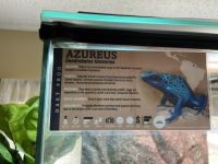 Blue Poison Dart Frog Amphibians for sale in Lehigh Acres, FL, USA. price: NA