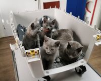 Blue Russian Cats for sale in Vancouver, WA, USA. price: NA