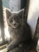 Blue Russian Cats for sale in 334 E Forhan St, Long Beach, CA 90805, USA. price: NA