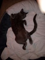Blue Russian Cats for sale in Rancho San Diego, California. price: $200