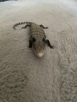 Blue-Tongued Skink Reptiles for sale in West Sacramento, CA, USA. price: NA