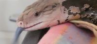 Blue-Tongued Skink Reptiles for sale in Port Richey, FL, USA. price: NA
