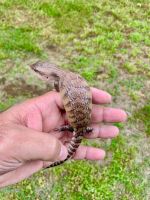Blue-Tongued Skink Reptiles for sale in Seymour, CT 06483, USA. price: NA