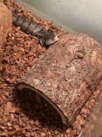 Blue-Tongued Skink Reptiles for sale in Fishers, IN, USA. price: NA