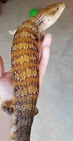 Blue-Tongued Skink Reptiles for sale in Warren, MI 48088, USA. price: NA