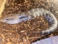 Blue-Tongued Skink Reptiles for sale in Augusta, GA, USA. price: NA