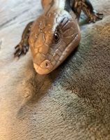 Blue-Tongued Skink Reptiles for sale in Rutherfordton, NC, USA. price: NA
